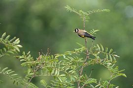 Stieglitz am Waldrand von Between Light and Life