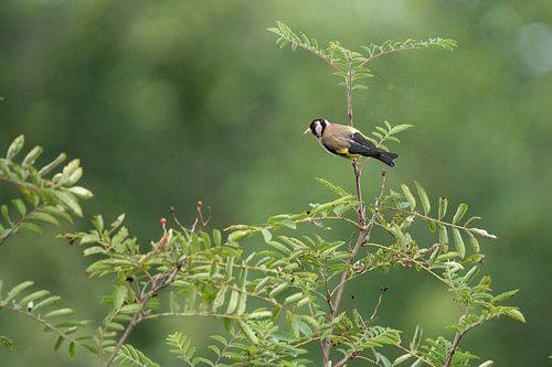 Stieglitz am Waldrand