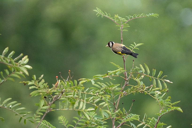 Goldfinch at the forest edge by Between Light and Life