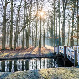 Matinée d'hiver avec pont dans la forêt de hêtres - Utrechtse Heuvelrug sur Sjaak den Breeje