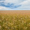 Le champ de blé sur Johan Vanbockryck