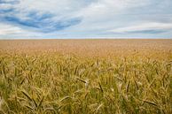Le champ de blé par Johan Vanbockryck Aperçu