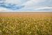 Le champ de blé sur Johan Vanbockryck