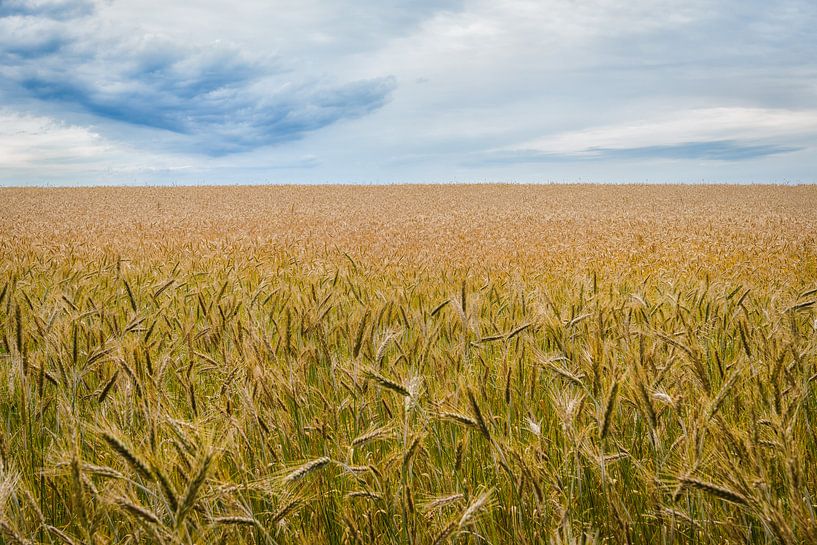 Le champ de blé par Johan Vanbockryck