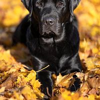 Labrador