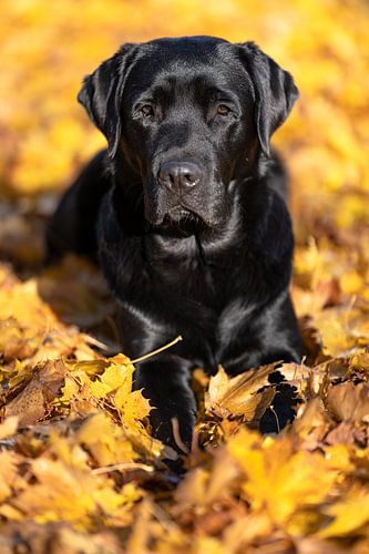 Labrador Retreiver