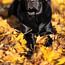 Labrador