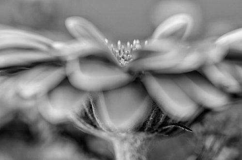 Gerbera in zwart wit