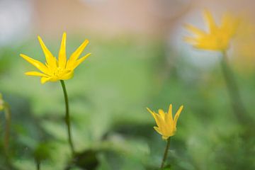 Gewoon Speenkruid (Ficaria verna subsp. Bulbilifer) van Carola Schellekens