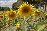 Zonnebloemenveld bij Cadier-en-Keer - Sunflower field at Cadier-en-Keer