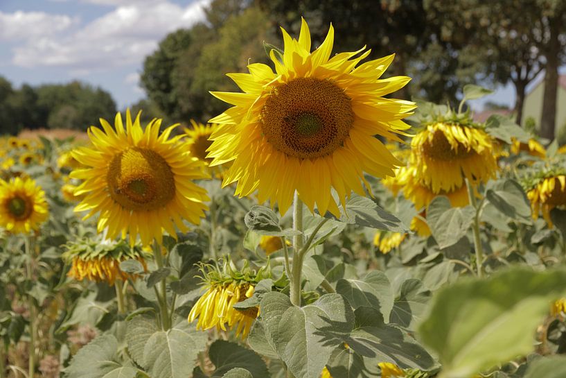 Zonnebloemenveld bij Cadier-en-Keer - Sunflower field at Cadier-en-Keer von Ton Reijnaerdts