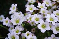 white-moss saxifrage