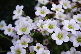 witte-mossaxofoon van Lea-Marie Littwin