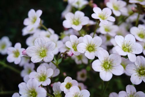 Weißer Moos-Steinbrech