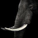 Elephant profiel, Hannes Bertsch van 1x thumbnail