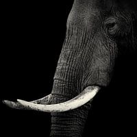Profil Elefant