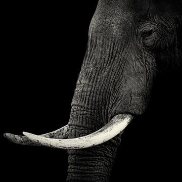 Elephant profiel, Hannes Bertsch