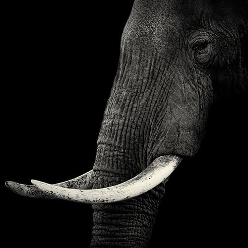 Profil Elefant von Hannes Bertsch