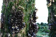 mossel en zeewier op een golfbreker van Frans Versteden thumbnail
