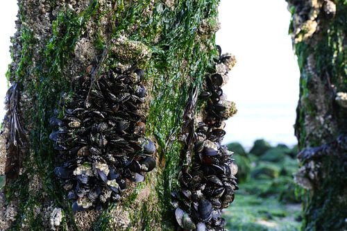 mossel en zeewier op een golfbreker
