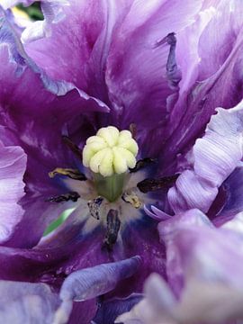 Violette Tulpe