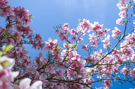 Blooming Pink Magnolia Tree against Clear Blue Sky von Tom Tewes