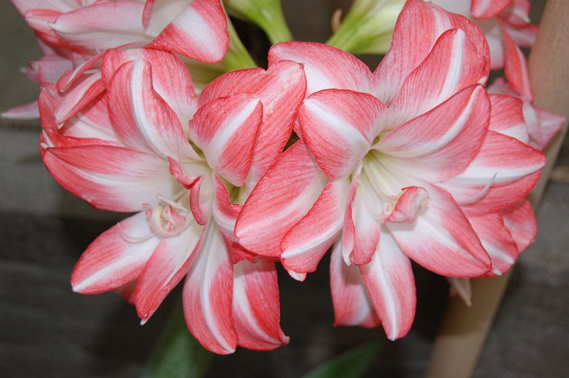 Flower Floriade by Maaike van der Horst