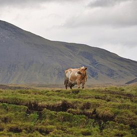 Une vache dans une Islande montagneuse sur StePix
