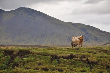 Koe in bergachtig IJsland van StePix