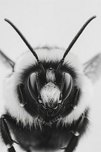 Hummel