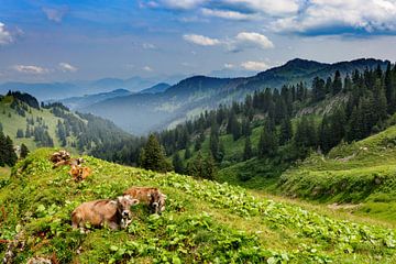 Kühe im Allgäu von Dirk Rüter