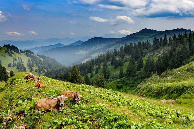 Koeien in de Allgäu van Dirk Rüter