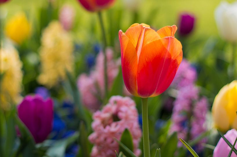 tulip by Monique de Koning