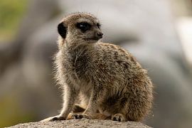 Series Meerkat