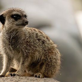 Series Meerkat by Lens_en_Dier