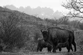 Wisents in Dünen auf der Kraansvlak von Süd-Kennemerland von Jeroen Stel