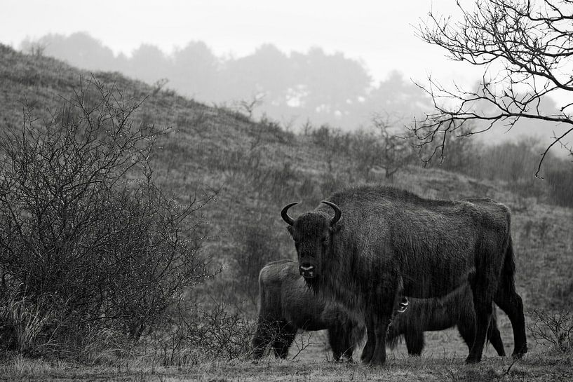 Des sages dans les dunes du Kraansvlak du Kennemerland du sud par Jeroen Stel