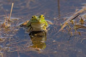 Porträt eines grünen Frosches
