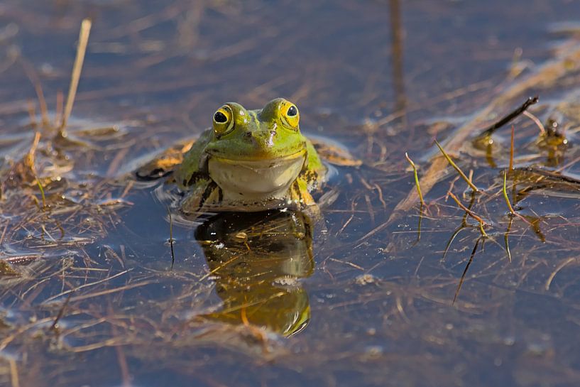 Porträt eines grünen Frosches von Kristof Lauwers