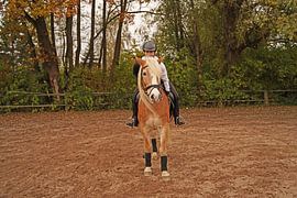 Training with the light brown Haflinger with beige mane