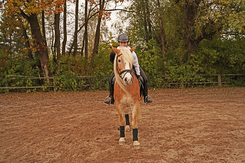 Training with the light brown Haflinger with beige mane