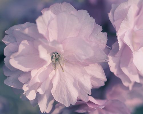 Een pastel zomer