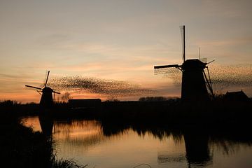 Stare tanzen bei Sonnenuntergang! von Cora Stout