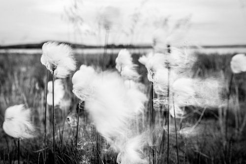 Dansen in de wind - veenpluis