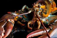 Living, colorful lobster with black background by Henny Brouwers thumbnail