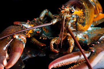 Living, colorful lobster with black background by Henny Brouwers