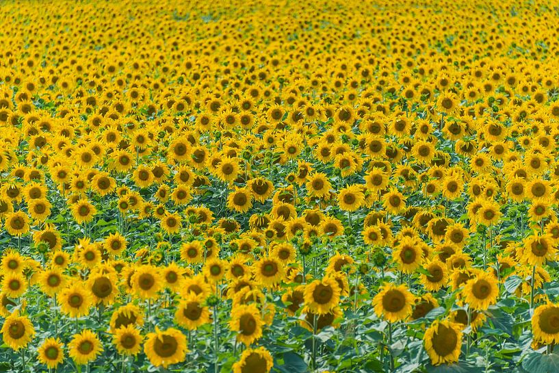 ZONNEBLOEMENZEE 4 van Christian Schmidt