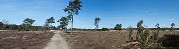 Een panorama over een heide met bomen van Gerard de Zwaan