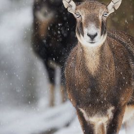 European mouflons in the snow by Daniela Beyer