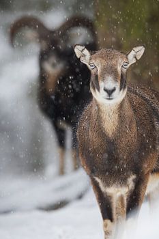 Europäische Mufflons im Schneetreiben